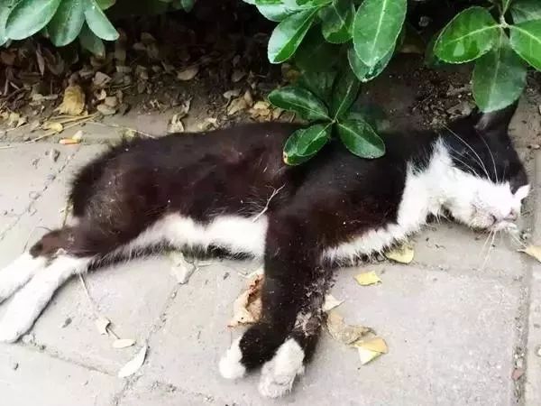 “在冬天，10只流浪猫会有6只死掉！”