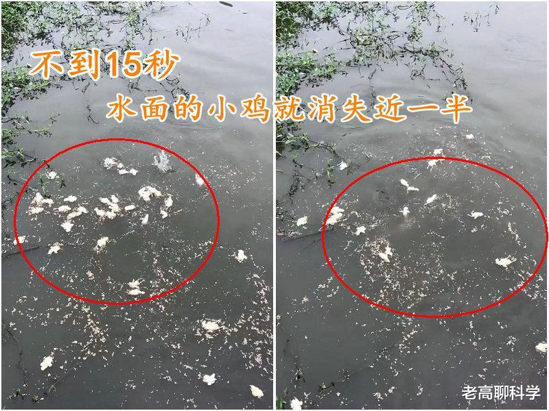 一口吞鸭子!广东村庄鸭子频失踪,祸首是入侵物种,正向长江扩散