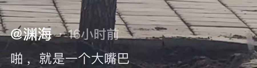 网红裴多多疑似被家暴!老公站路边狂扇其耳光,大声吼叫举止吓人