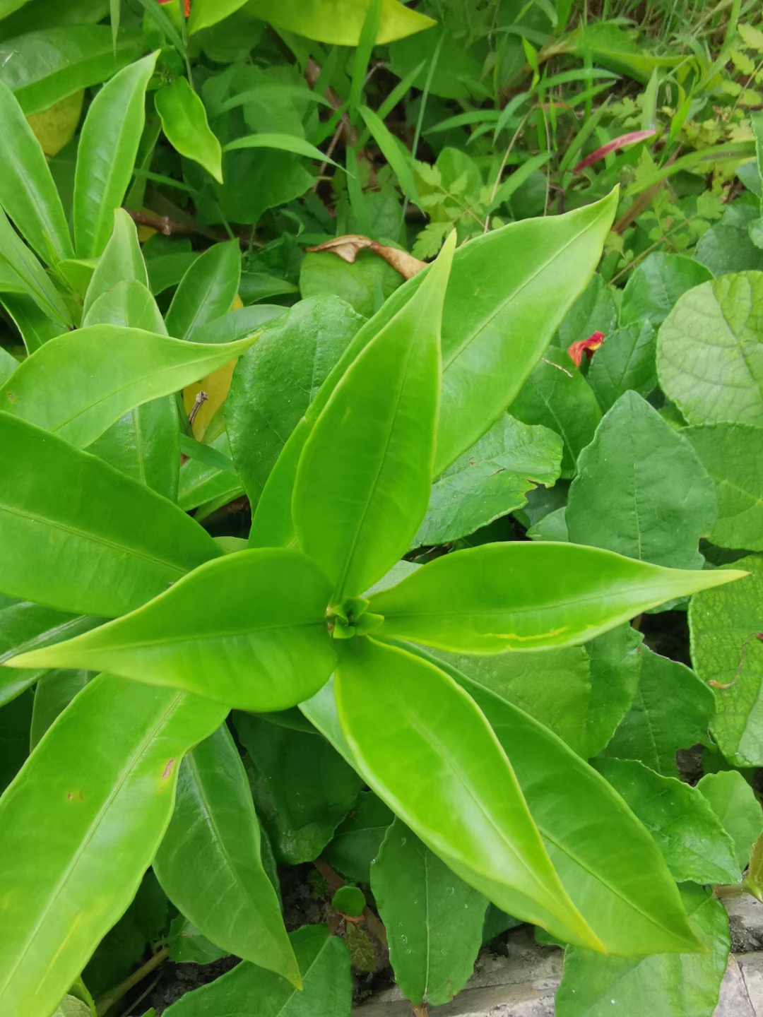 郁金香抗抑郁 女儿读高三时得了抑郁症，作为妈妈的我该怎么面对呢？