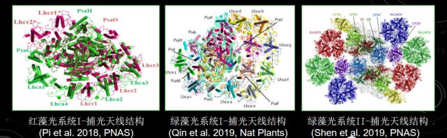 这个海洋中的“霸道总裁”,贡献了全球每年20%的原初生产力