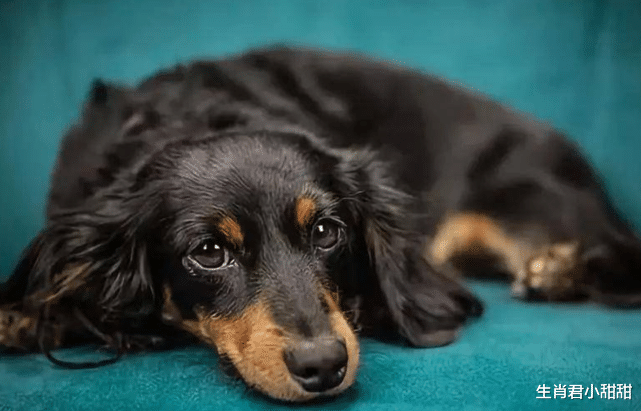 boss直聘|旺气十足的属狗人，虎年一整年大吉大利，携手好运飞黄腾达