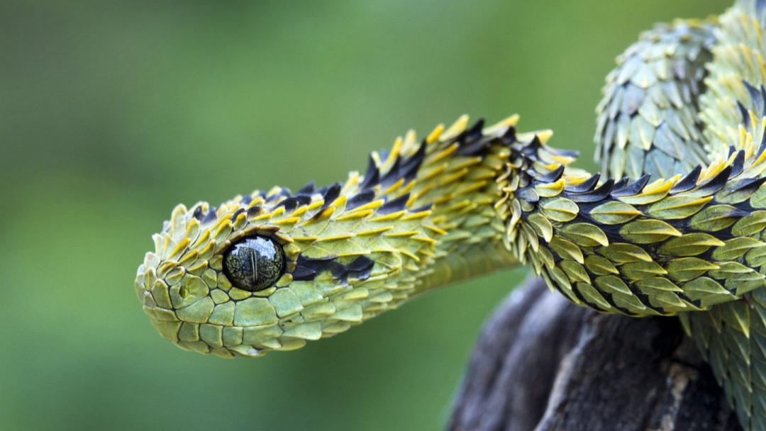 印度发现新品种毒蛇？全身通透如“红玛瑙”, 在线征集蛇名
