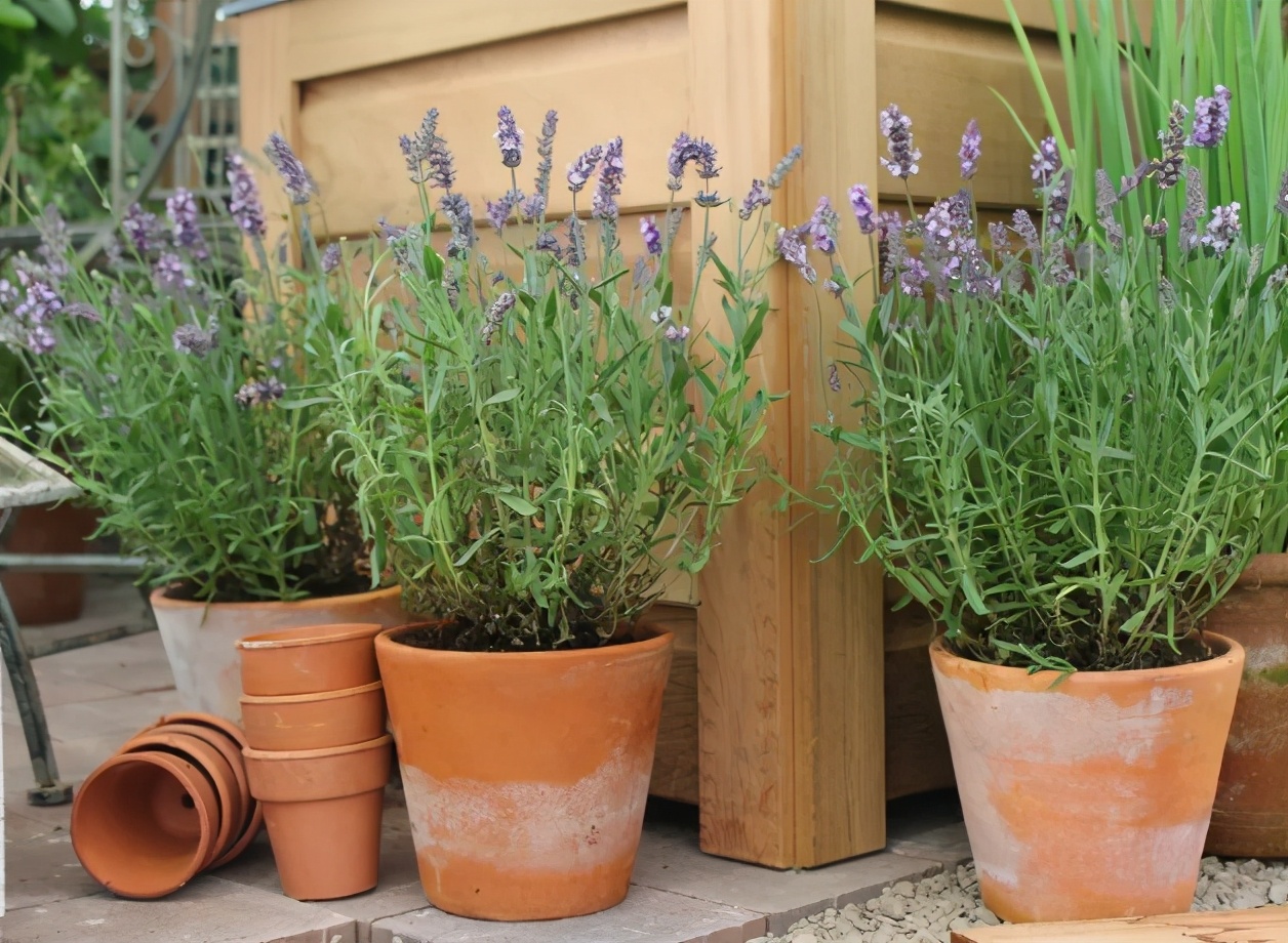 卧室千万别养这5种花,闻着就头晕