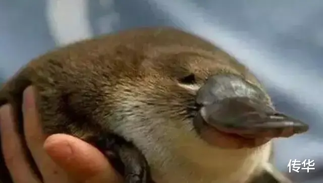 鸭嘴兽为什么会是世界上最古怪的生物?因为它全身都充满了不合理