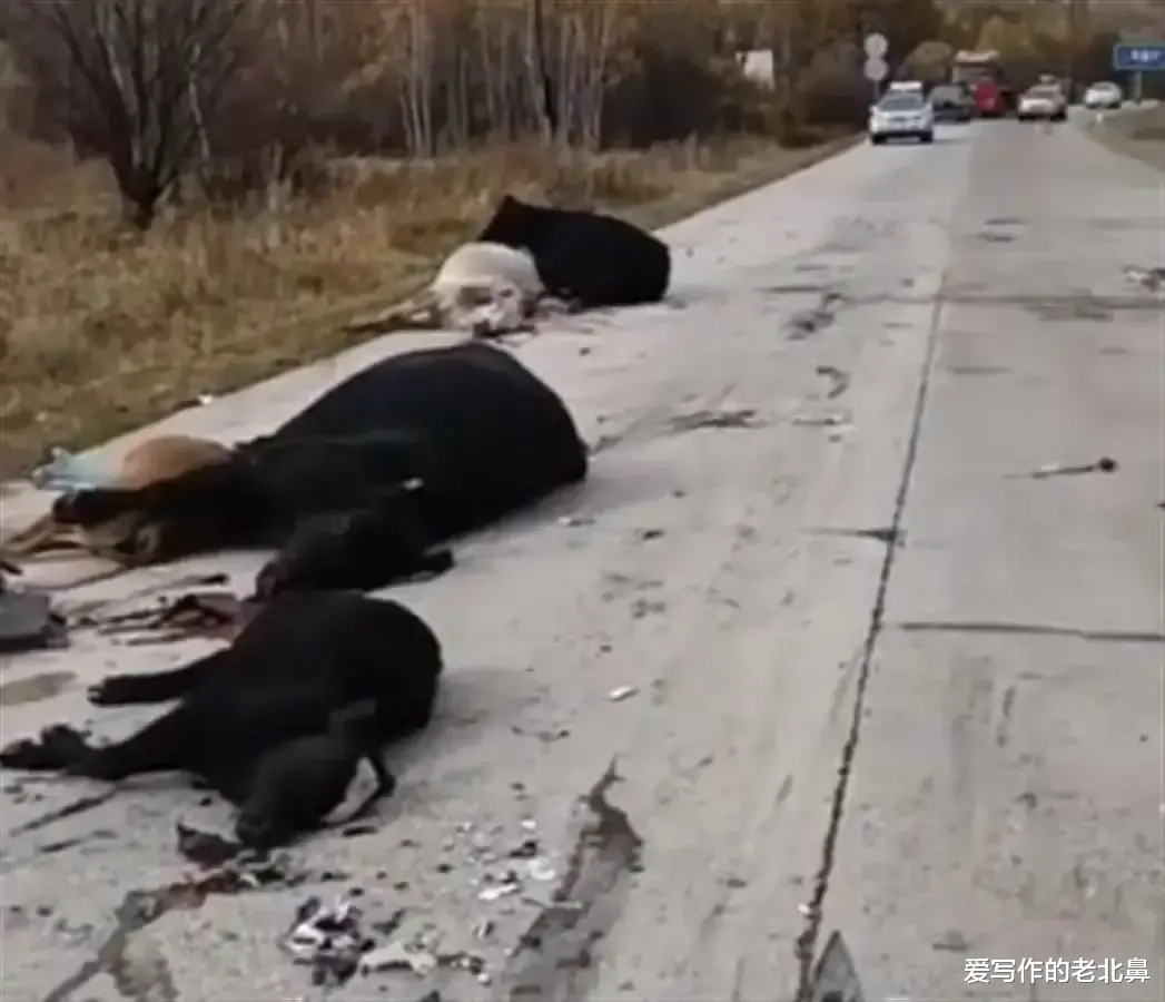 司机撞死一头牛,按市场价赔了农户一万五,请问撞死的牛该归谁?