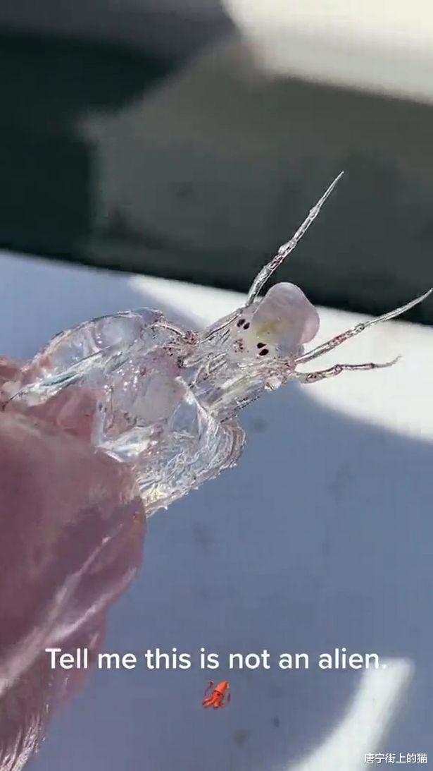 渔民发现奇特海洋生物,全身透明,状似“外星人”