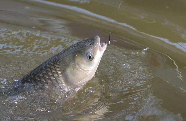 |伏天野钓，别到水边就急下竿！莫忽视“4定律”，轻松连杆上大鱼