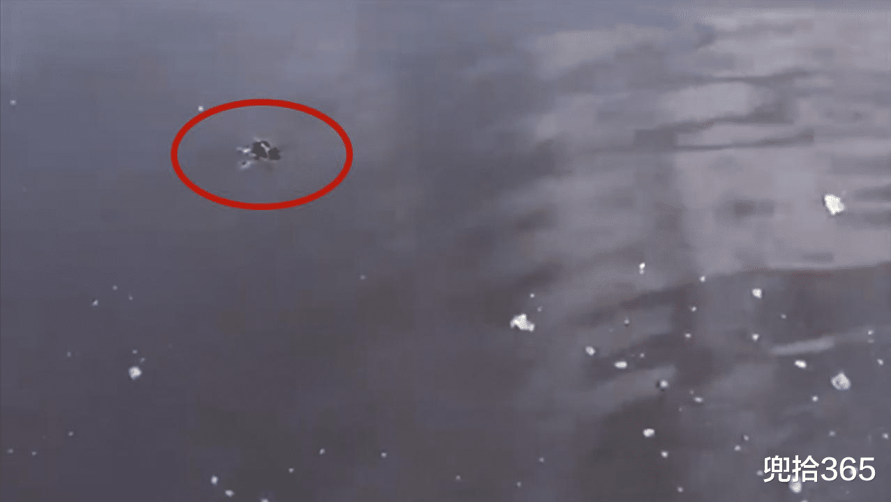 原神|狗尾巴草花絮钓鲈鱼?男子神操作看懵众人,网友:不传谣不信谣