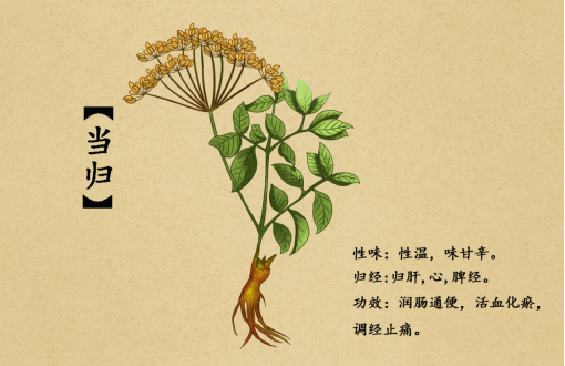 中药|当归不归:中药当归的故事