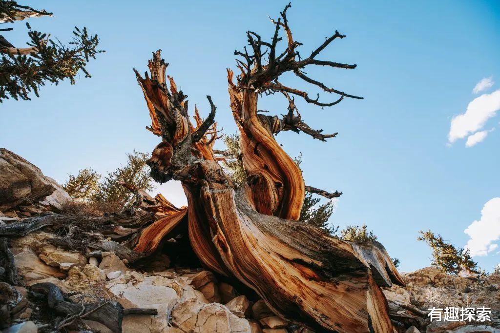 活了4800岁！地球最长寿的狐尾松快死了，或撑不过明年夏季高温