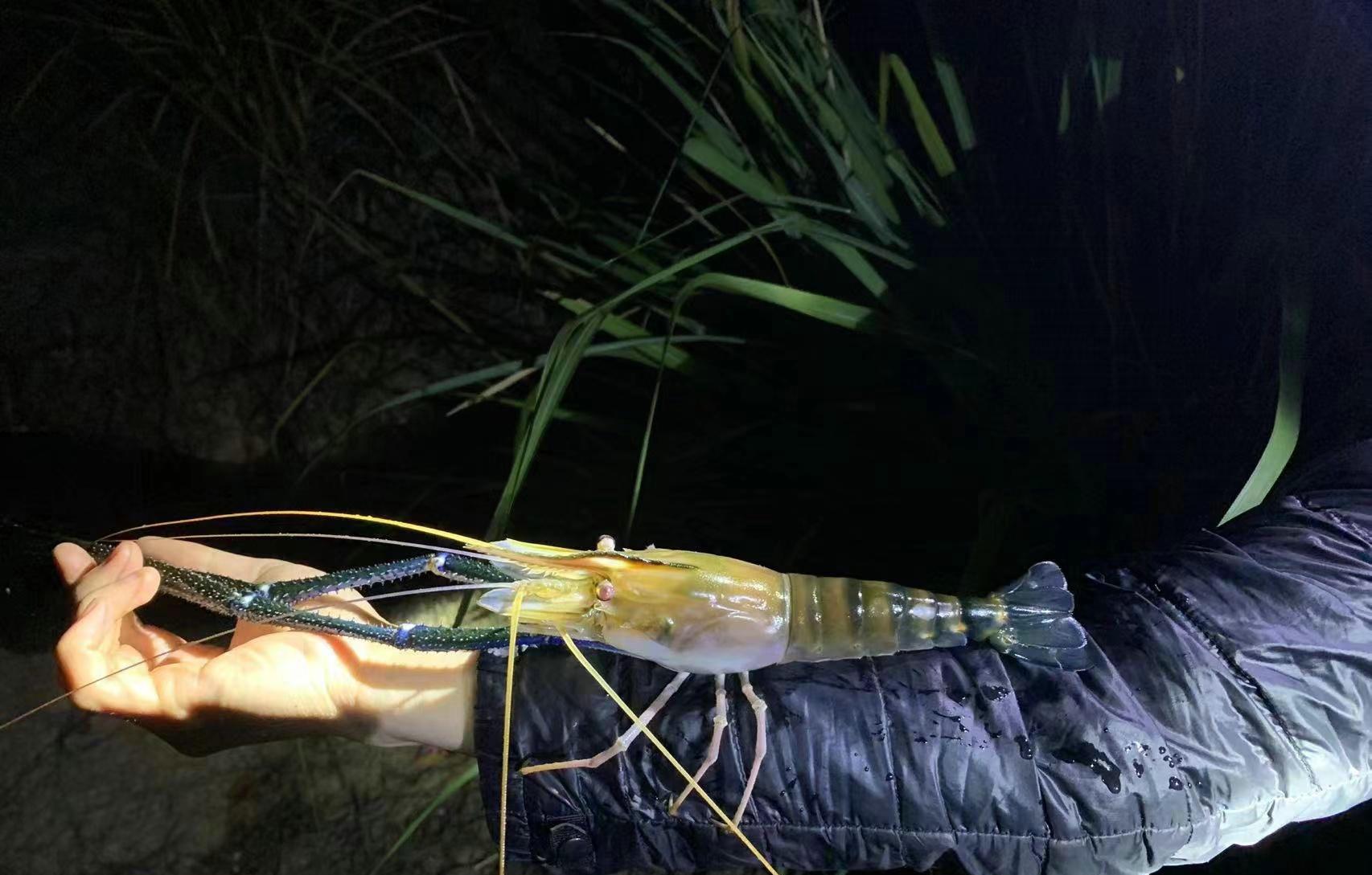 昌化江|昌化江出现许多“大虾”，钓鱼人：一夜钓了十来条，大的半米多长-今日头条