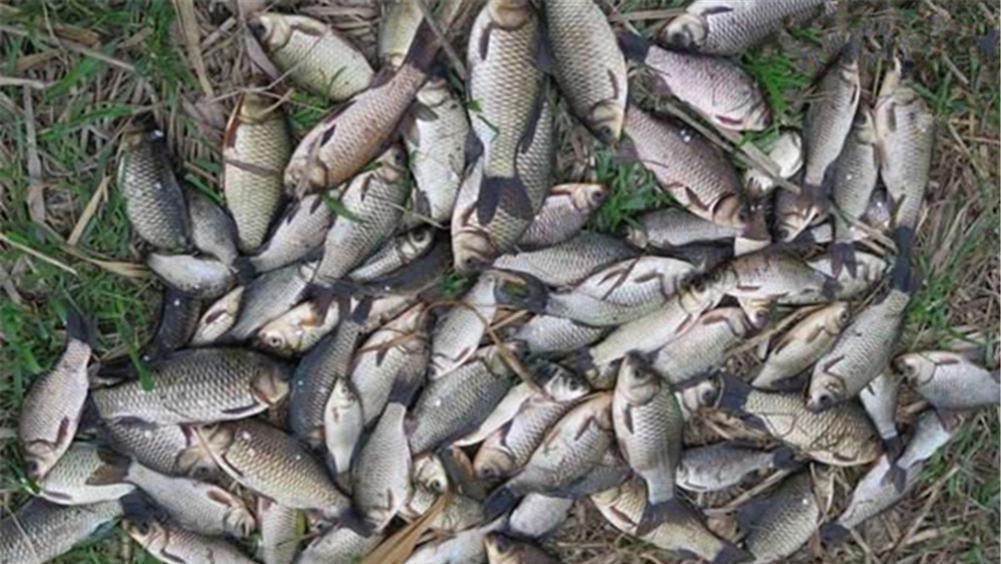 大寒|大寒过后野钓，记住4选和5钓，天冷也有好渔获