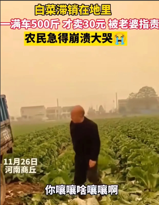 河南商丘,因白菜滞销,大爷一车500斤白菜才卖30元,妻子知道后责怪大爷卖便宜了!