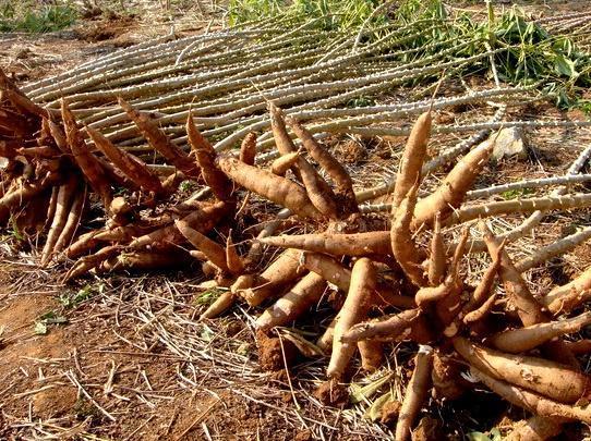 曾经用来救命的“木薯”，比发芽的马铃薯还毒，如今却成了美食