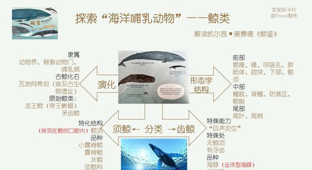 借鲸鱼女孩“禹英禑”之力，让我们重新了解哺乳动物鲸类