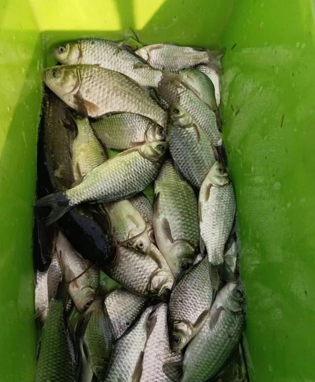 最近几次野钓鲫鱼经验分享，大小都有但一次都没走空