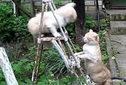 别再被猫咪软萌可爱的外表欺骗了，猫：小拳拳捶你胸口！