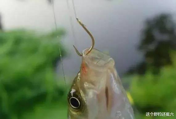 饵料|鱼钩你习惯用有刺还是无刺？高手都用无刺钩？用有刺钩思想守旧？