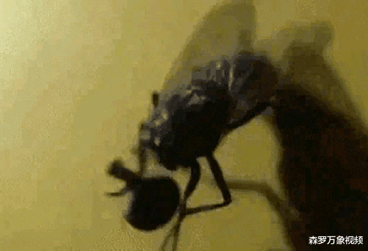 四川一女子拍下苍蝇端下自己的头,还不停把玩,是真是假?
