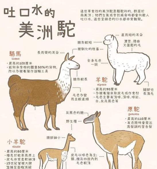 有人说“羊驼的口水是最恶心的”是真的吗?它为何要吐口水?