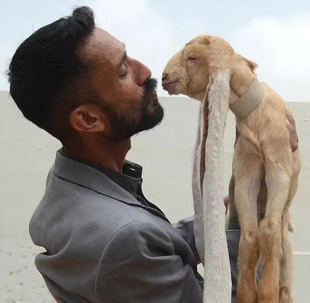 努比亚|巴基斯坦一只耳朵长48厘米小山羊，走路都已拖地，将申请世界纪录