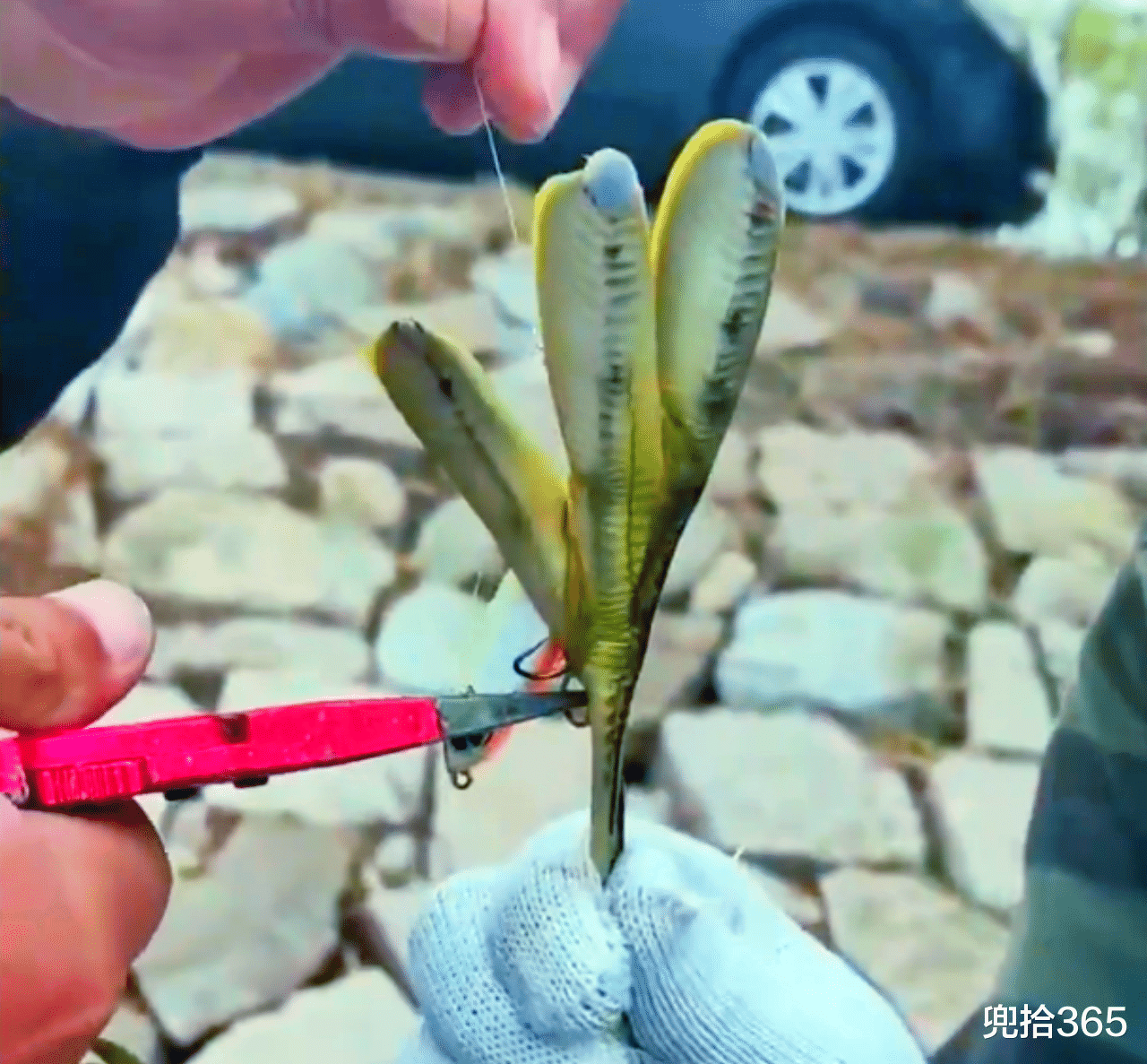 |男子钓鱼意外勾到只水鸟,拍视频证明放生,钓友却发现丑陋的一面