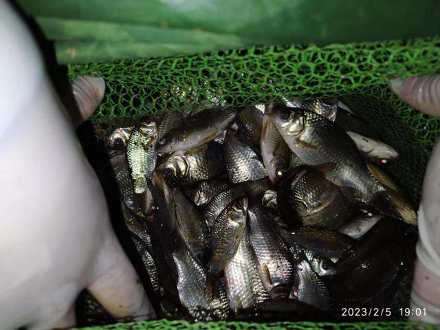 |不喜元宵人游街，只爱河边戏游鱼！