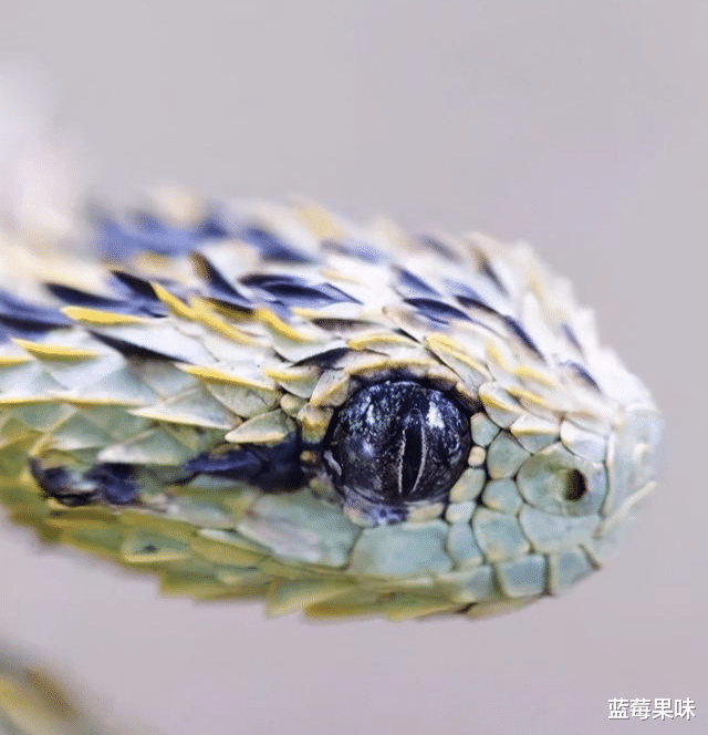 全身长满“尖刺”的蛇是怎样?仿佛一件艺术品,动物界的鬼斧神工