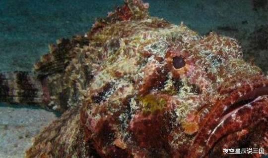 世界10大毒性最强的生物,蓝环章鱼和箱形水母上榜,你知道几个?