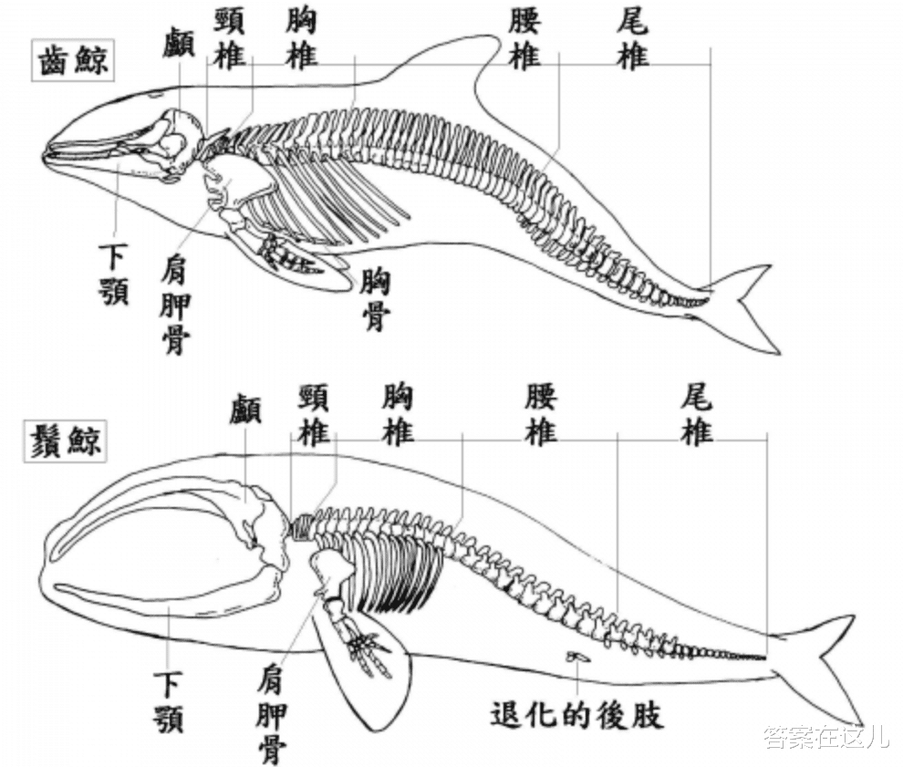 鲸鱼明明产了大量排泄物,粪便价值却还是很大,为什么?