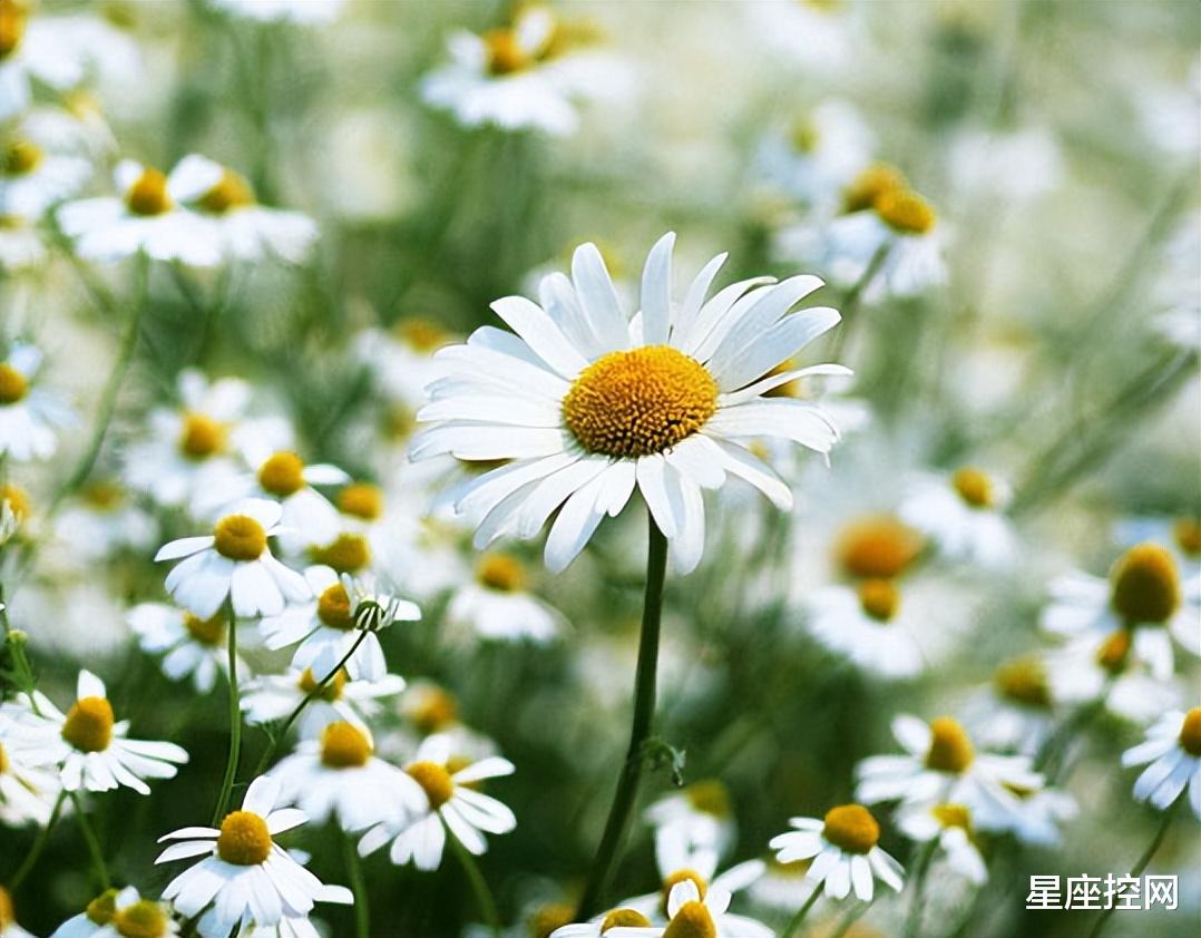 |哪几个时辰出生的人,不怕竞争,赶走对手,往后一路平顺惊喜不断