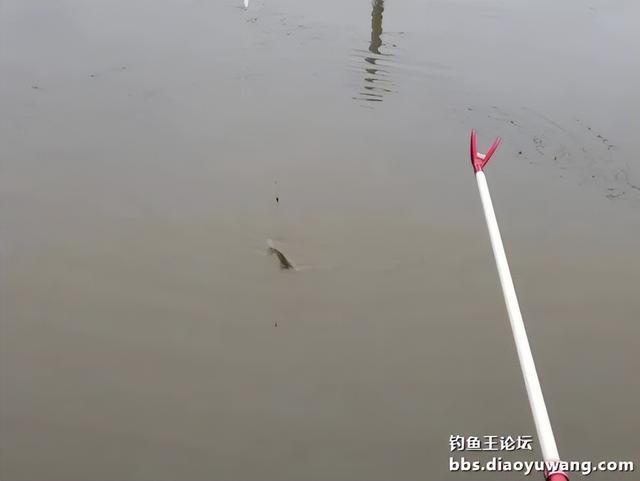 |鱼情有点小暴躁