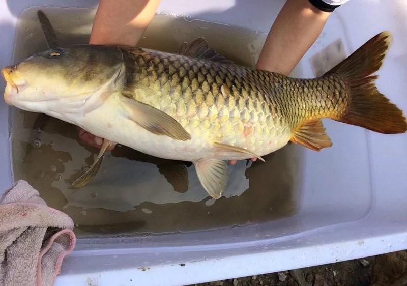 饵料|钓鱼时,如何判断水下有无大鱼?只需观察3点