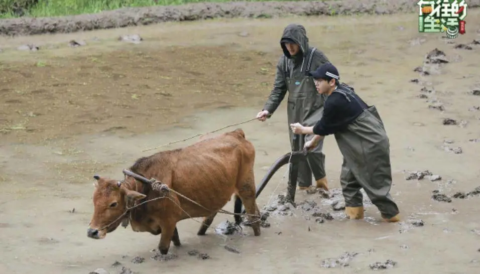 向往的生活|《向往的生活》第6季将录，小H小O去海边，网友：期待原班人马