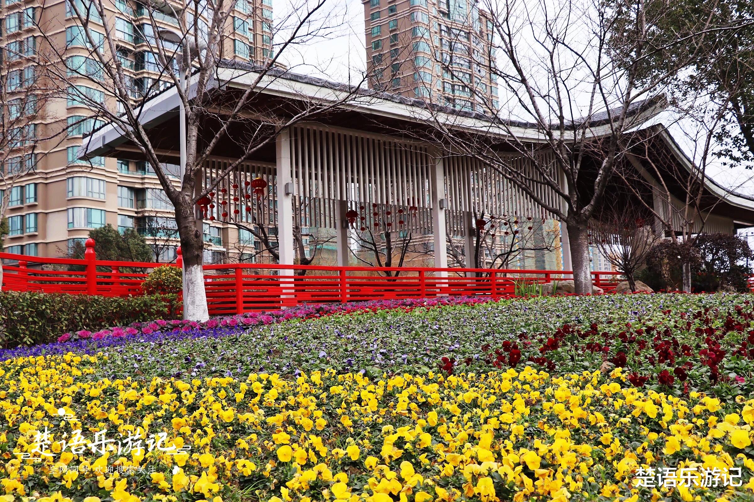 青岛|宁波这个网红公园迎来第一波樱花，红似胭脂粉如霞，简直太美了