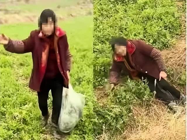 老人偷菜自己吃就不违法了吗?民警如此断案,苦主既好气又好笑