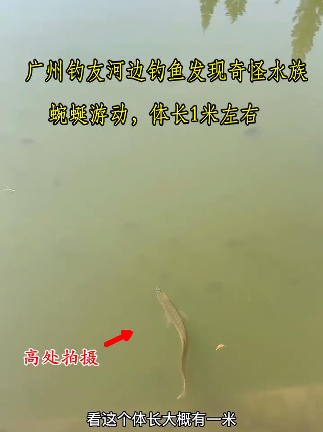 金龙鱼?广州钓鱼人在河中发现一米长水族,网友:至少价值1000