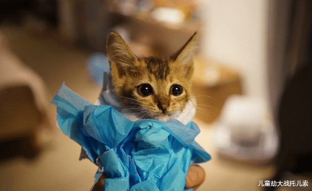 男子养猫过敏后,开启全勤养女儿生活,每天晒一张女儿对话图火了