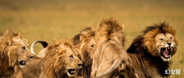 动物交配六亲不认？被迫流浪的雄狮，长大后会认识自己的母亲吗？