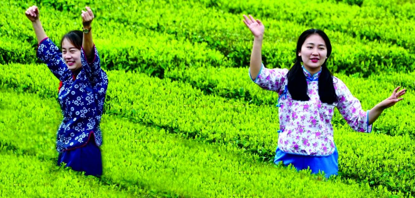 云台山|国庆去哪玩?来安化云台山风景区体验秋季采茶的乐趣