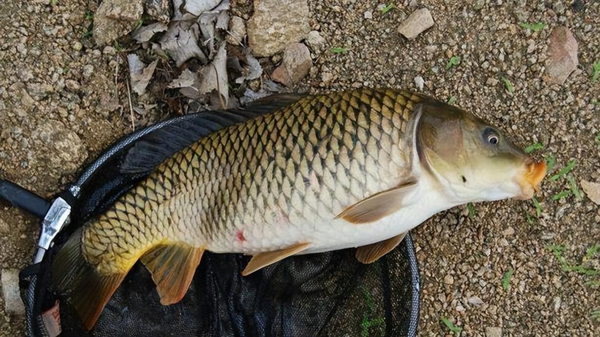 泥鳅|野钓总是钓小鱼，钓大鱼怎么就这么难？这些方法你用对了吗？