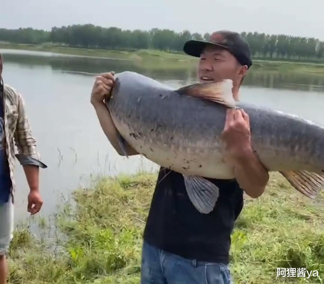 清明节|罕见！湖北举水河百斤青鱼王被人钓上岸，他的选择赢得网友好评