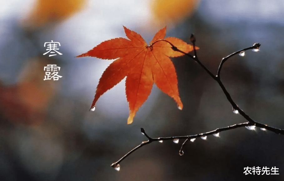 医生|寒露期间,早上最该喝粥了,介绍4种秋粥的做法,身上暖暖的