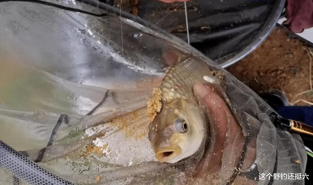 |夏季野钓需要掌握的操作技巧，能够根据鱼情去应对走水，才是yyds