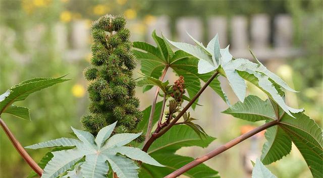 毒药过期之后还有毒吗?生物毒药和化学毒药,两者为什么会不一样