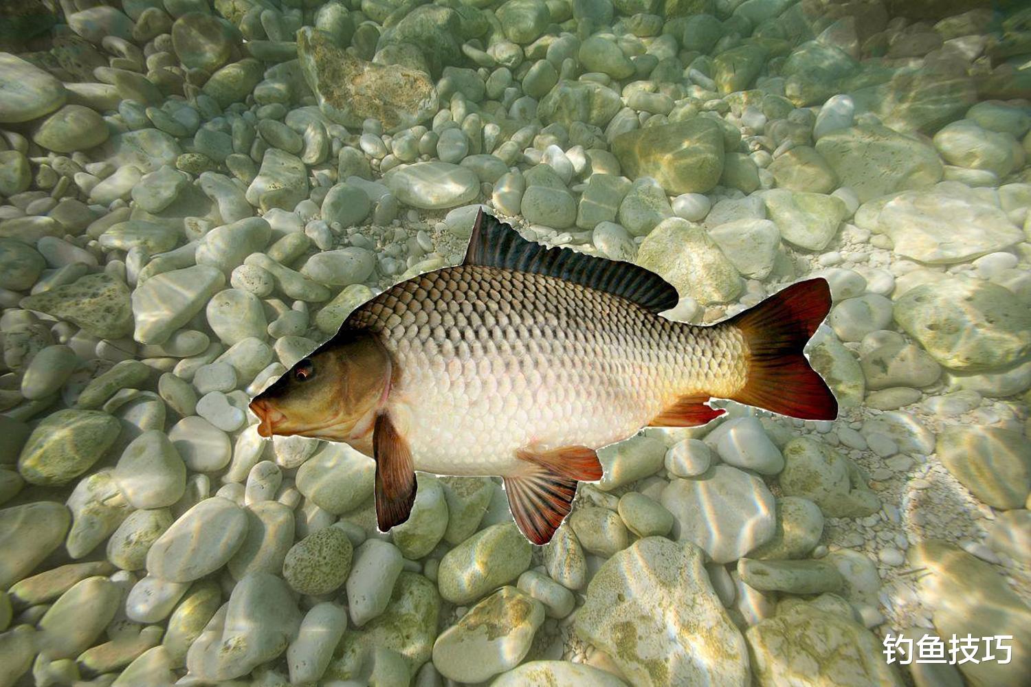 |泥底、草底、沙底、石头底、酱层底等不同水底环境下的钓鱼技巧