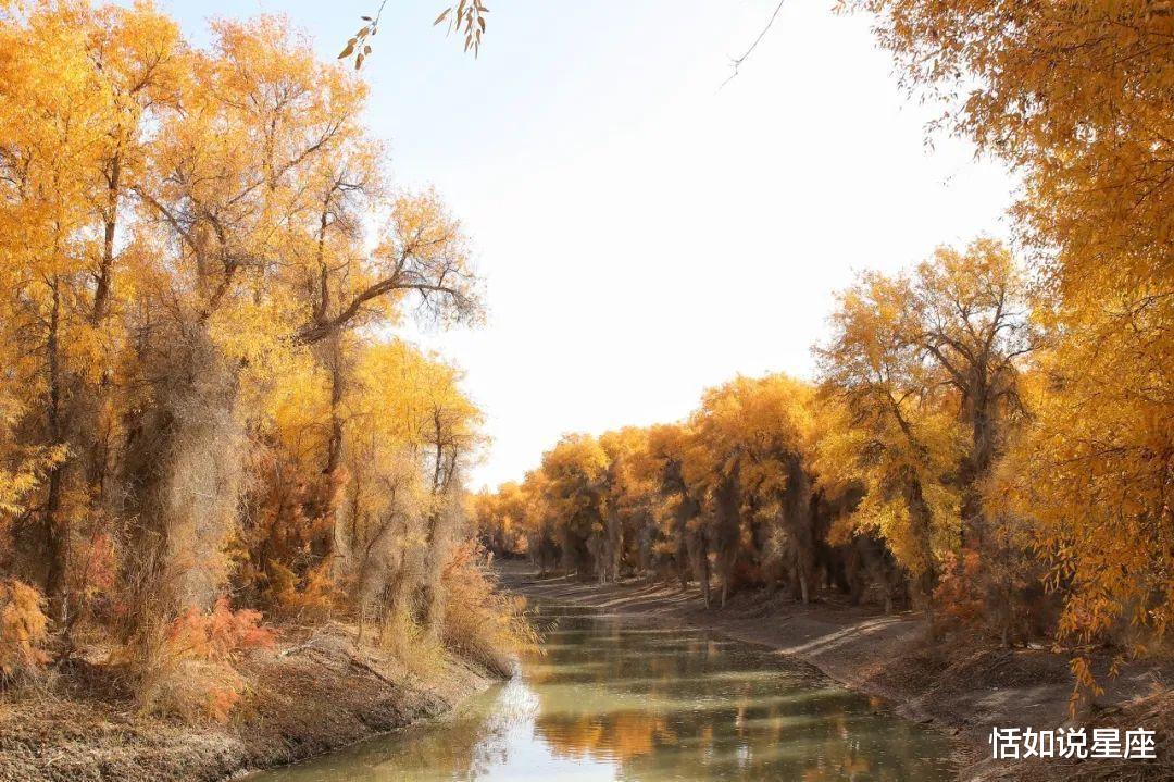 胡杨林|中国最贵的景区,一张门票3500元,外国人进去要交30万