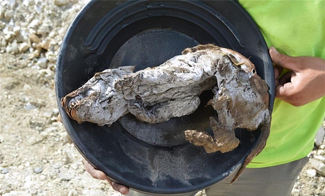 北极出现史前生物尸体,对于人类来说不是好事,科学家感到担忧