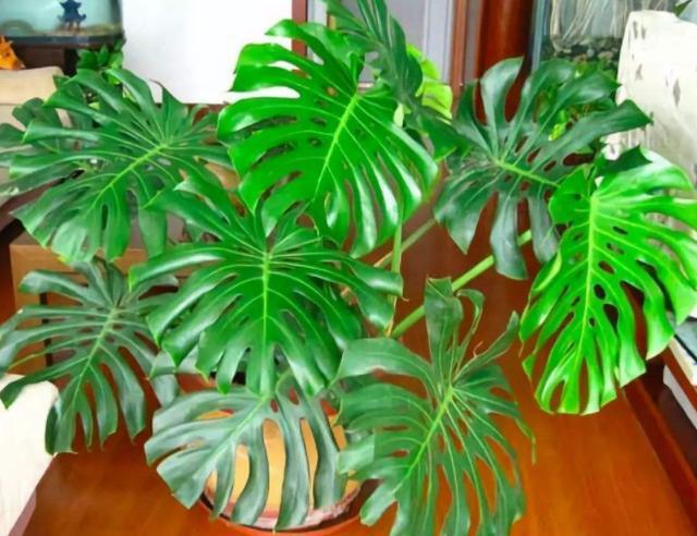 ?新装修的房子养啥花?就选除甲醛寓意好的盆栽,家中的角落全包了